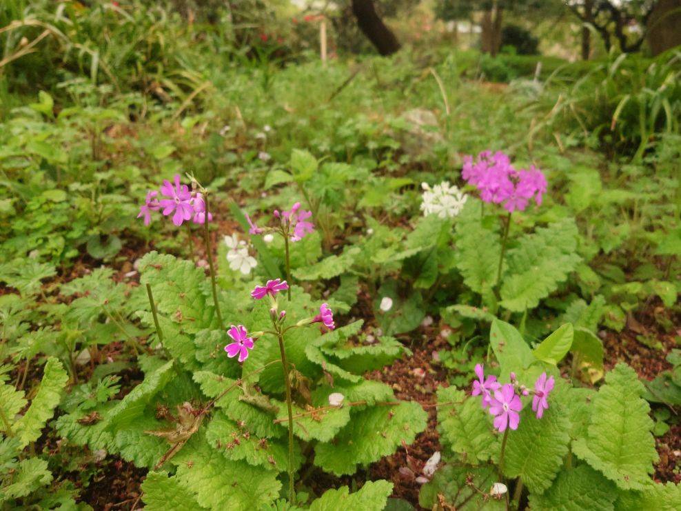 二ホンサクラソウが咲いていますの写真