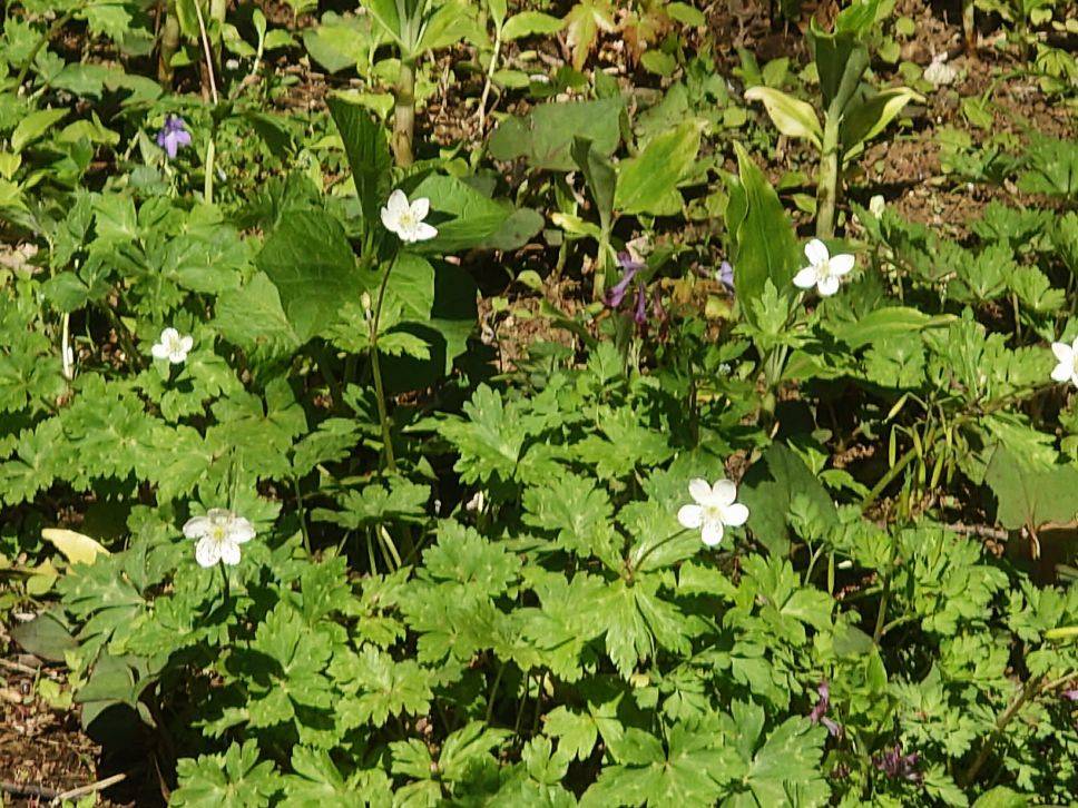 ニリンソウが咲いていますの写真