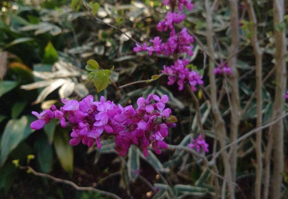 ハナズオウが咲いていますの写真