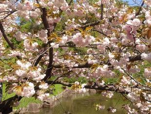 池の周りでヤエザクラが咲いています