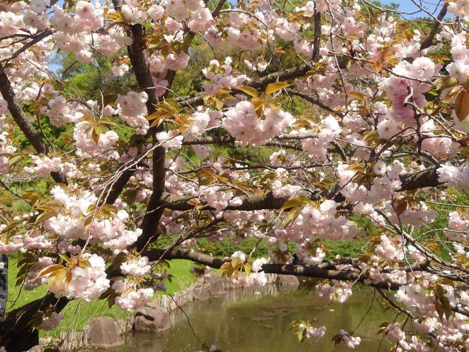 池の周りでヤエザクラが咲いていますの写真