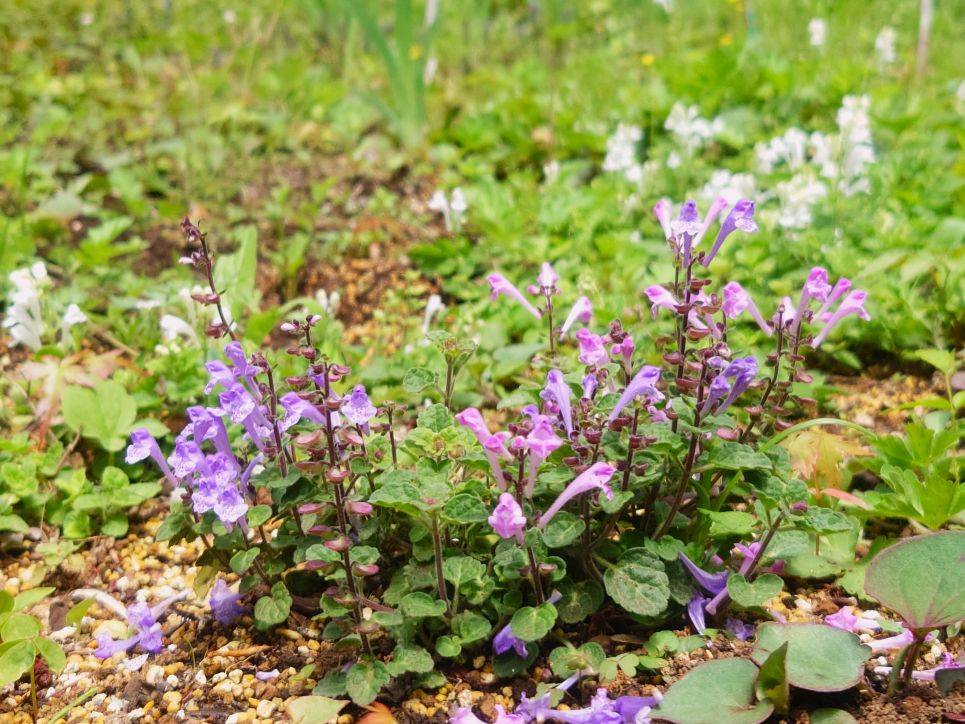 タツナミソウが咲いていますの写真