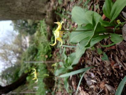 キバナカタクリが咲いています