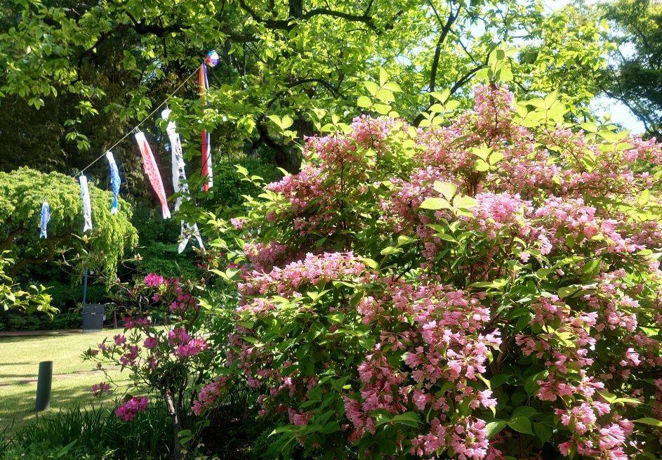 タニウツギが咲いていますの写真