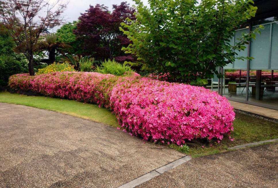 サツキが咲いていますの写真