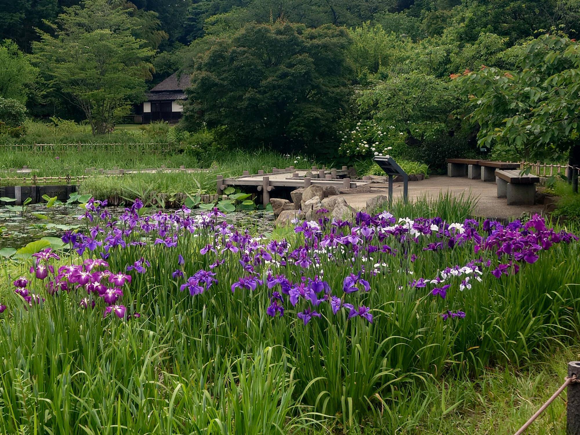 池の正面のハナショウブが見頃ですの写真