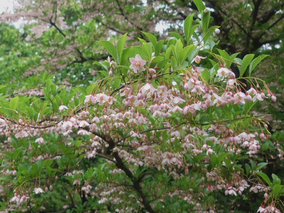 エゴノキの花が咲いていますの写真