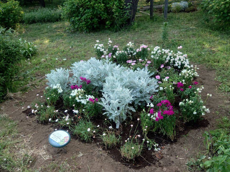 里山ガーデンのお花を分けていただいていますの写真