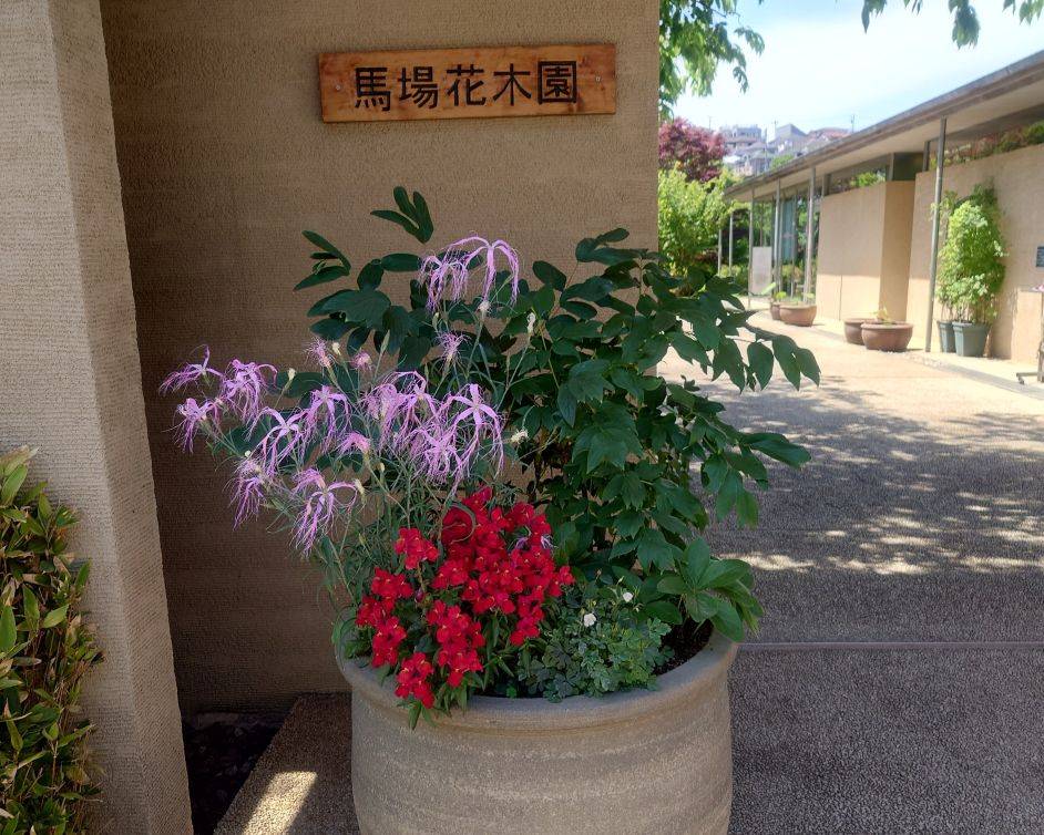 イセナデシコが咲いていますの写真