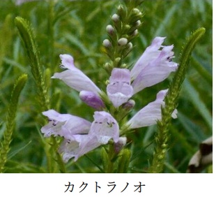 第１回園芸講座(カクトラノオの育て方・楽しみ方)