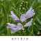 第１回園芸講座(カクトラノオの育て方・楽しみ方)の画像