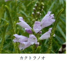 第１回園芸講座(カクトラノオの育て方・楽しみ方)の画像