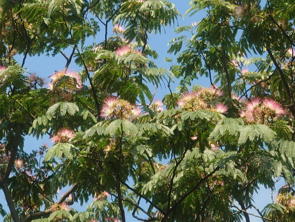 ネムノキの花が咲いていますの写真
