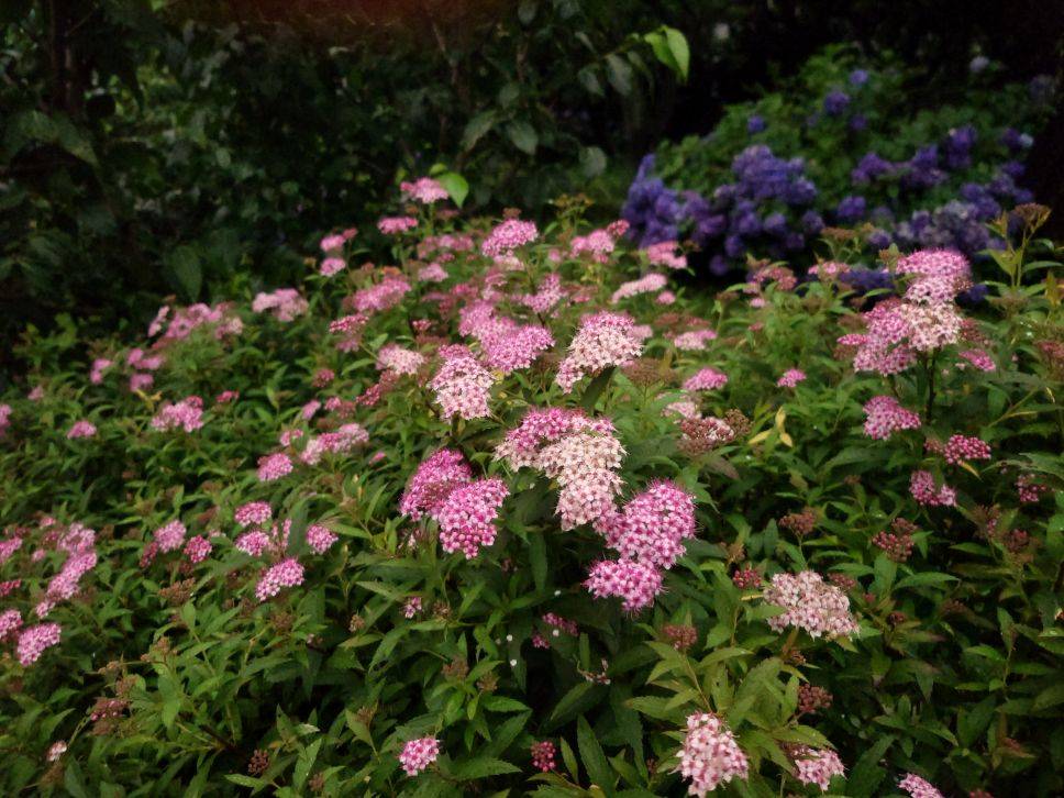 シモツケの花が咲いていますの写真
