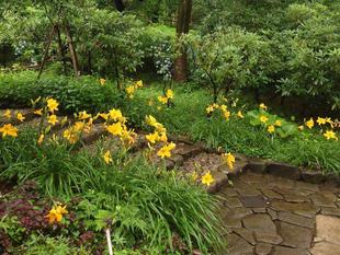 山野草エリアの入口が華やかです