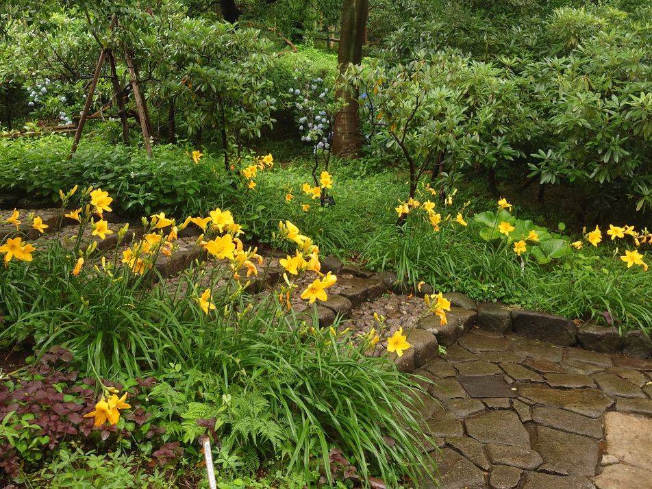 山野草エリアの入口が華やかですの写真