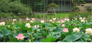 早朝ハスの観賞会
