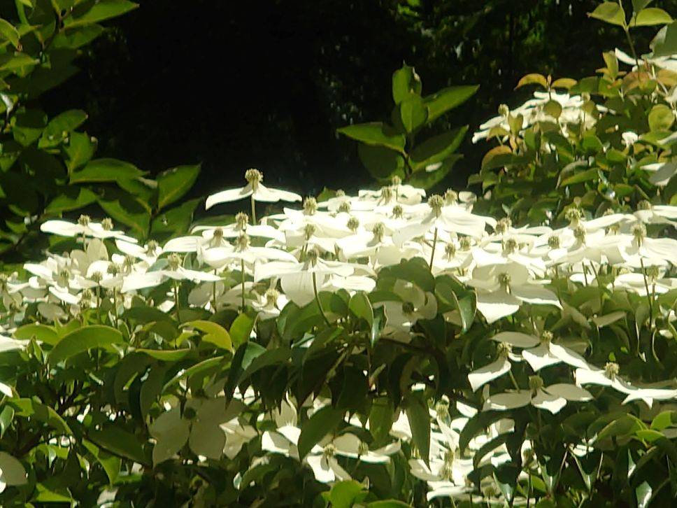 常緑のヤマボウシが咲いていますの写真