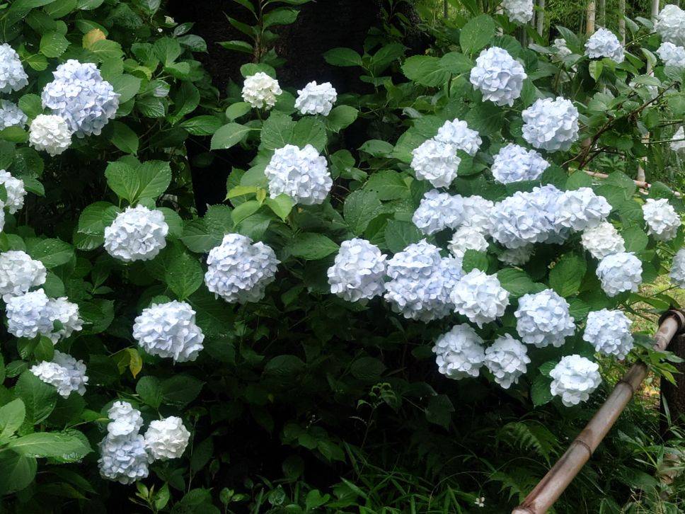 白いアジサイもきれいですの写真