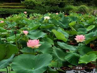 ハス池の様子です