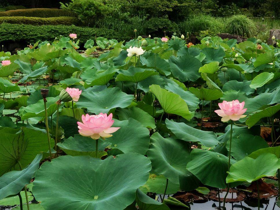 ハス池の様子ですの写真
