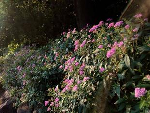 シモツケのお花が見頃です