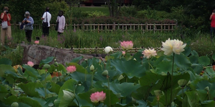 令和８年 早朝ハスの観賞会