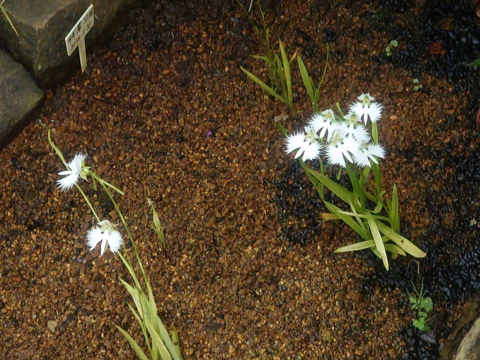 八ッ橋のサギソウのお花の様子ですの写真