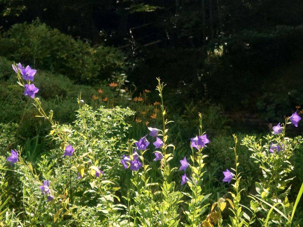 キキョウが咲いていますの写真