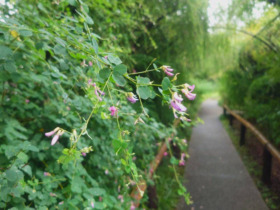 ハギの花が咲いていますの写真