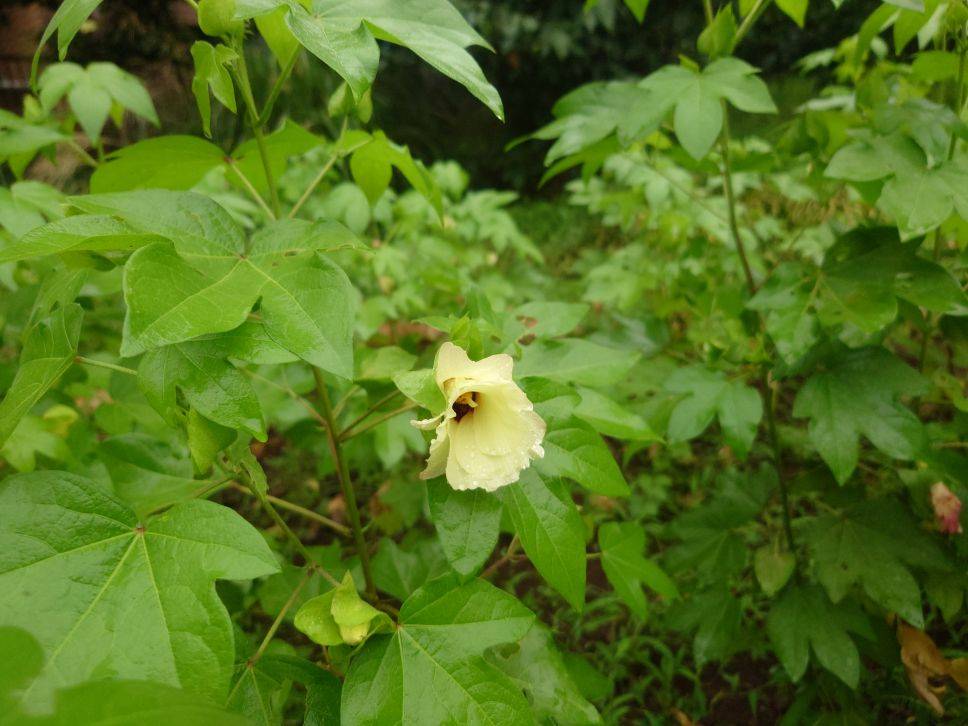 ワタの花が咲いていますの写真