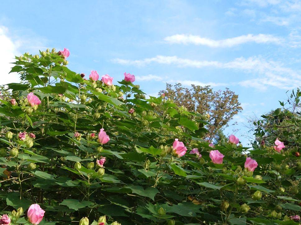 フヨウのお花が咲いていますの写真