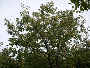 カワヅザクラ（河津桜）