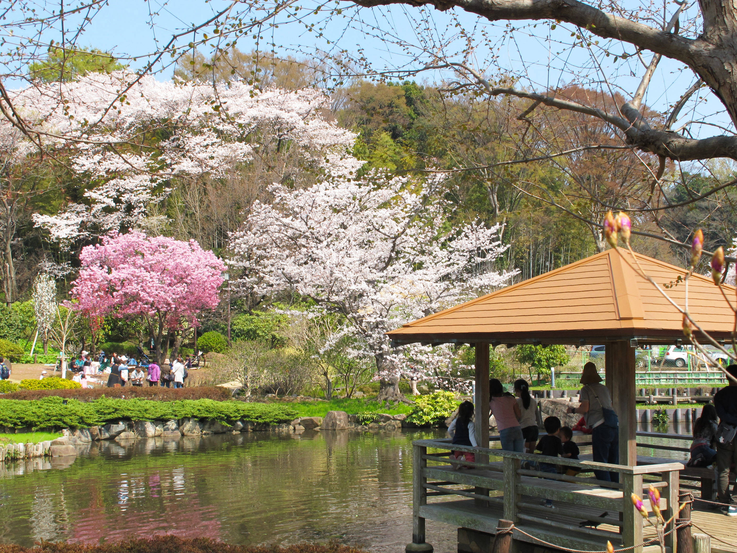 馬場花木園_池1.jpg