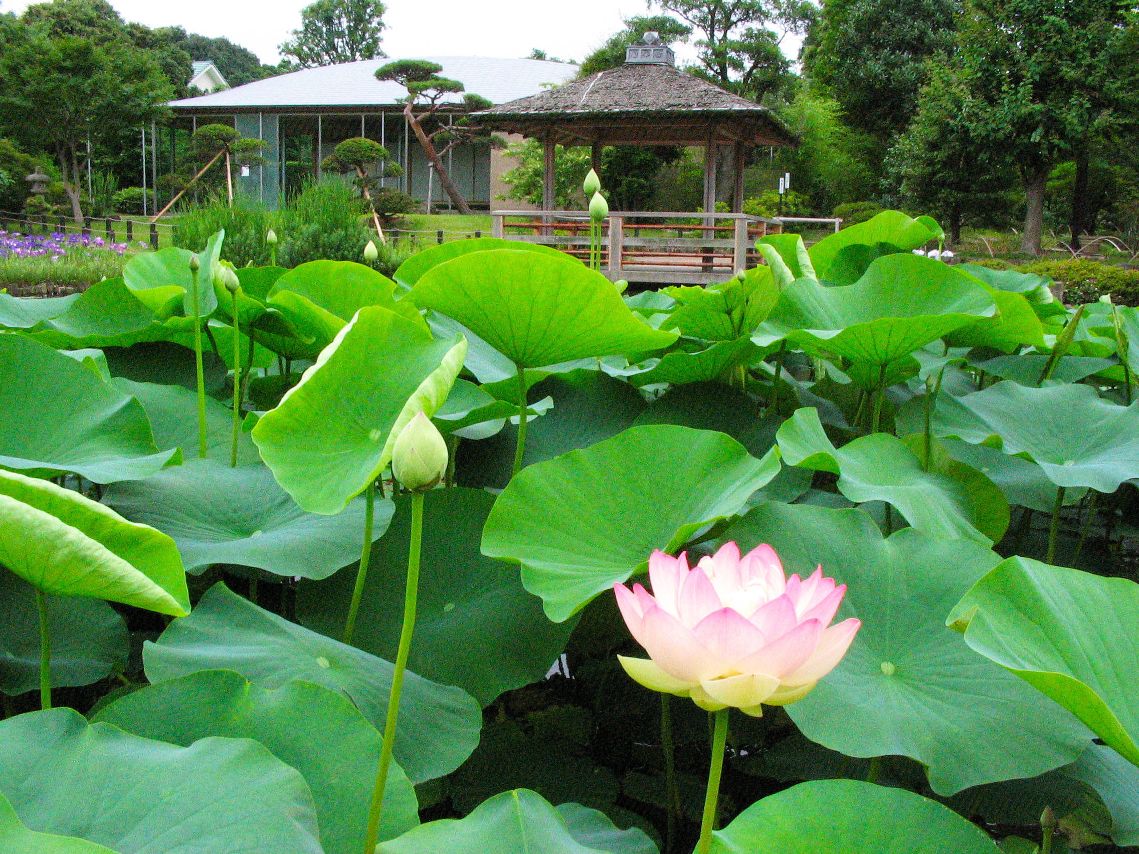 馬場花木園_池2.jpg