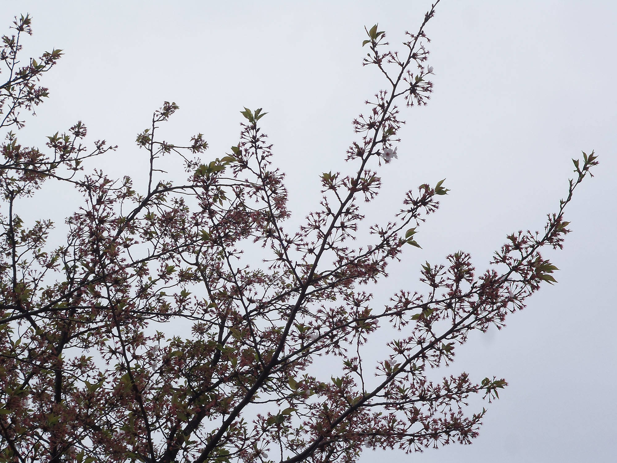 散り始めの桜もきれいです 桜開花 馬場花木園公式サイト 公益財団法人 横浜市緑の協会