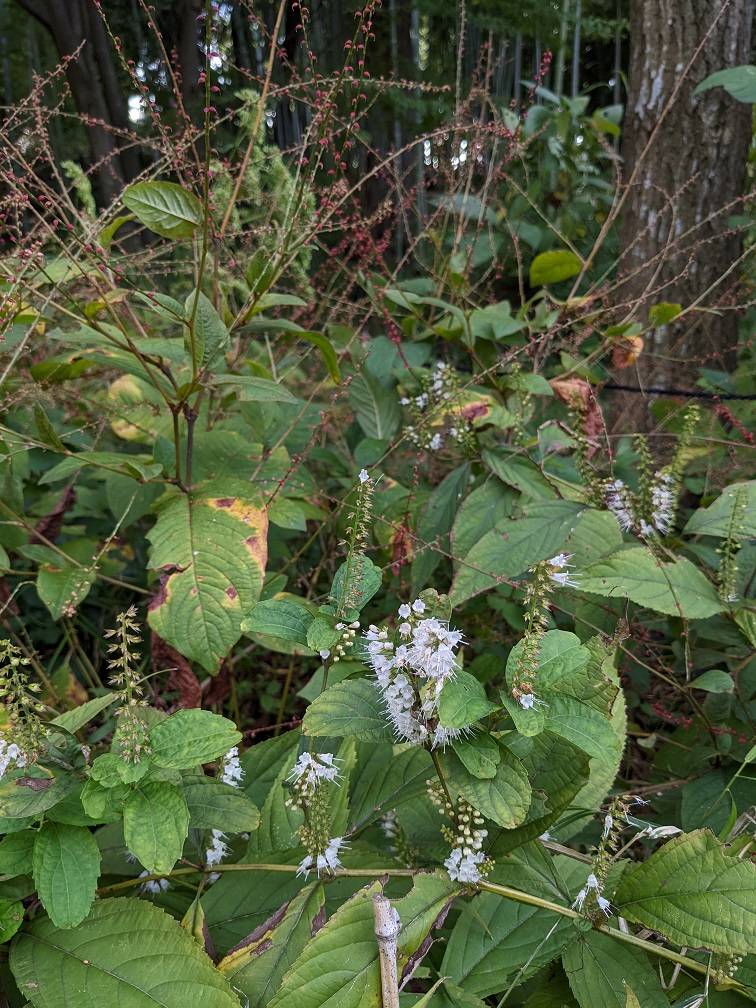 シモバシラの花が咲いています ブログ 馬場花木園公式サイト 公益財団法人 横浜市緑の協会