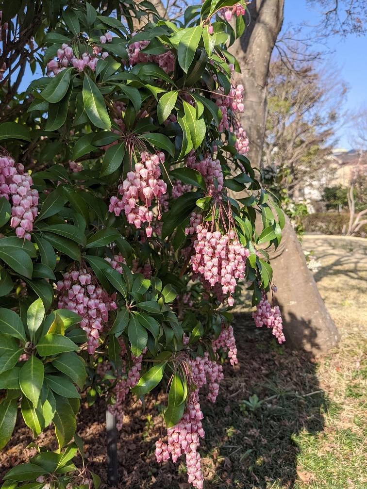 アセビ赤 (2).jpg