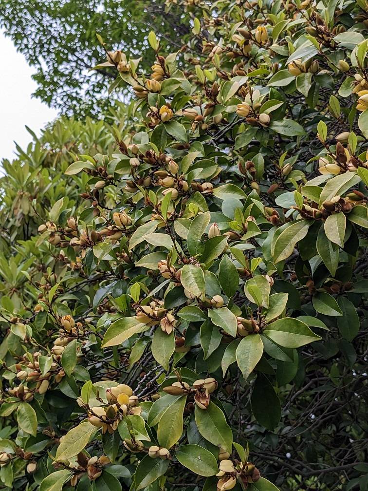 カラタネオガタマが咲いています|｜ブログ|馬場花木園公式サイト