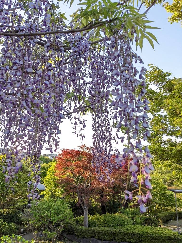 藤棚3.jpg