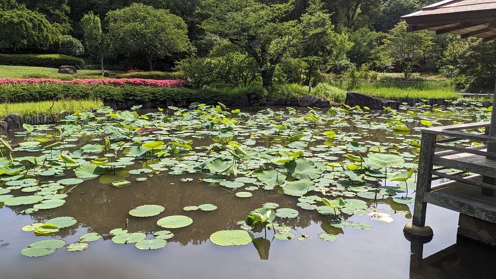 ハス池5.26.3.jpg