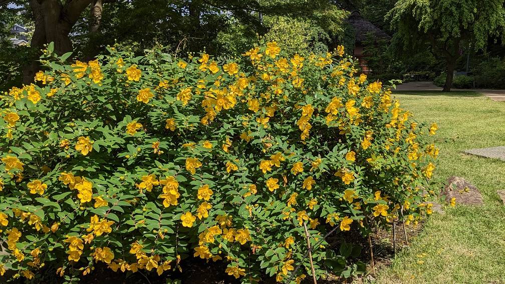 キンシバイの仲間の花々が咲いています|｜ブログ|馬場花木園公式