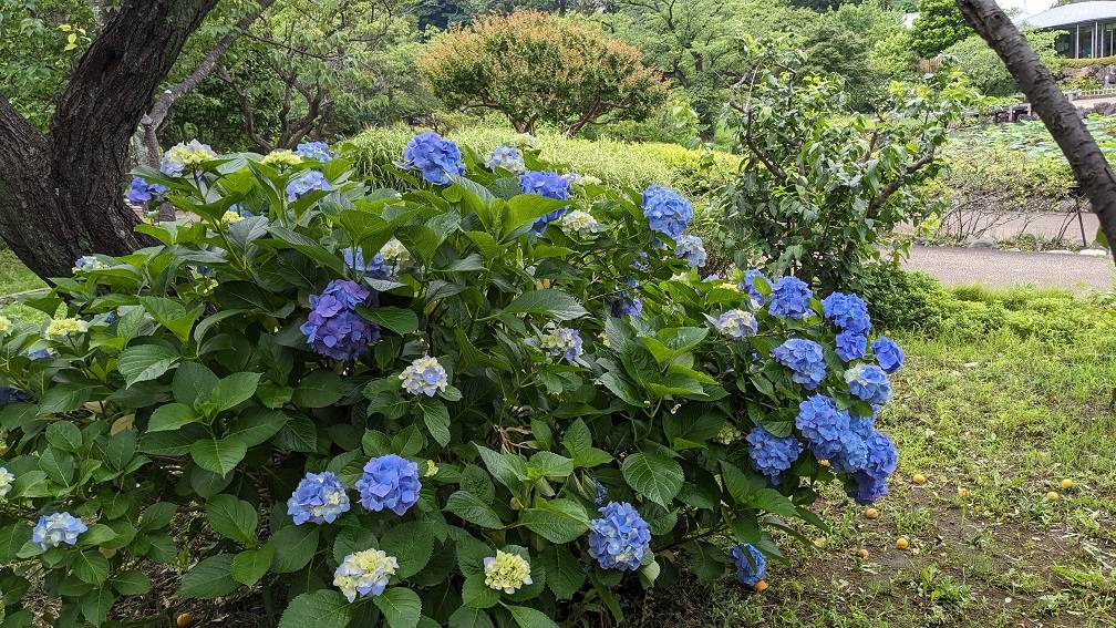 アジサイ6.jpg
