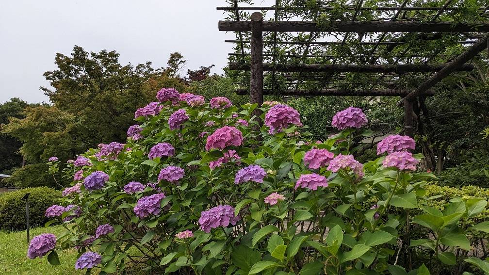 アジサイ3.jpg