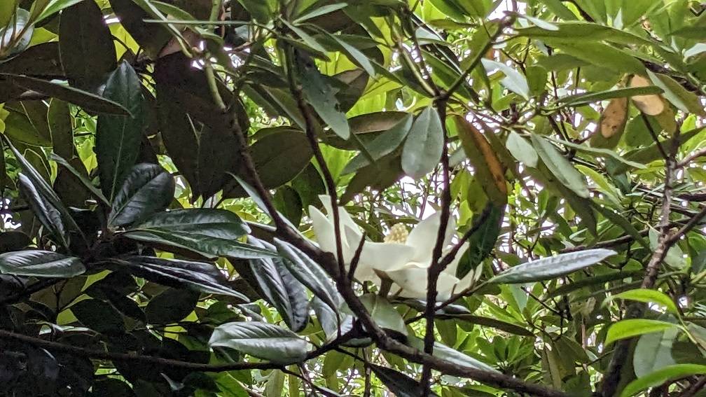 タイサンボク4.jpg