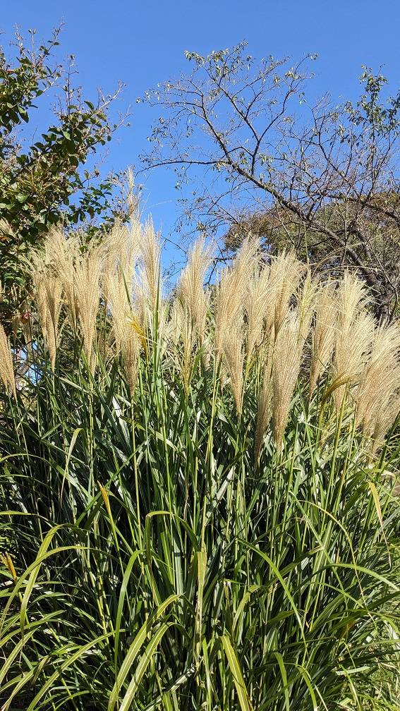 ススキ1.jpg
