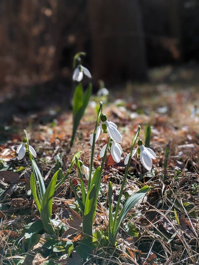 スノードロップ3.jpg