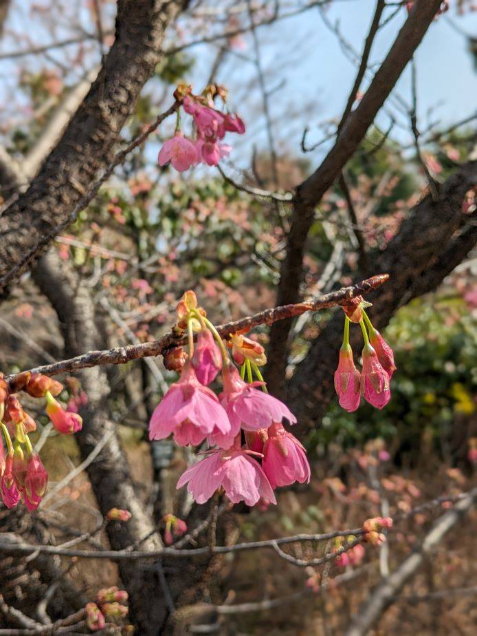 河津桜2.jpg