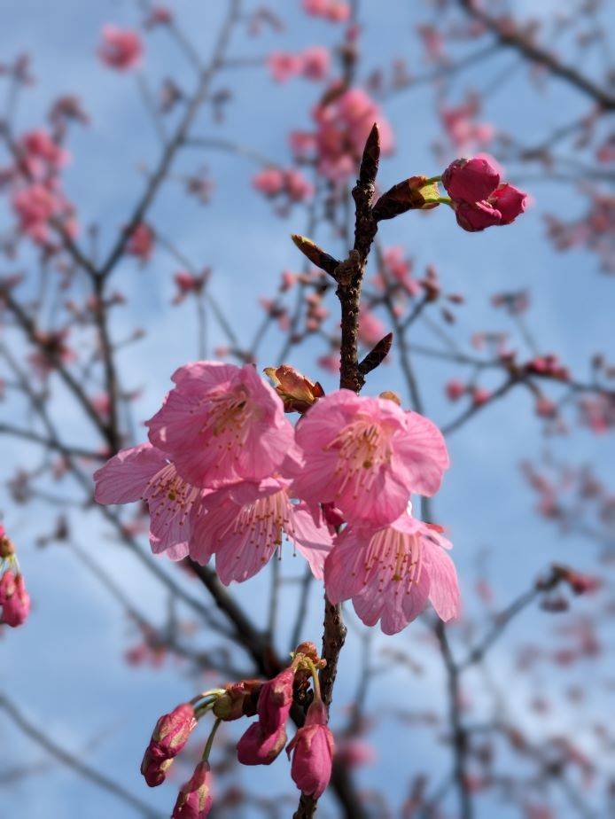 河津桜3.jpg