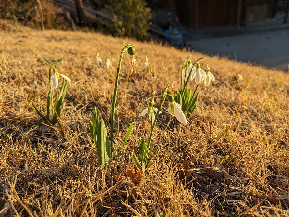 スノードロップ2.jpg
